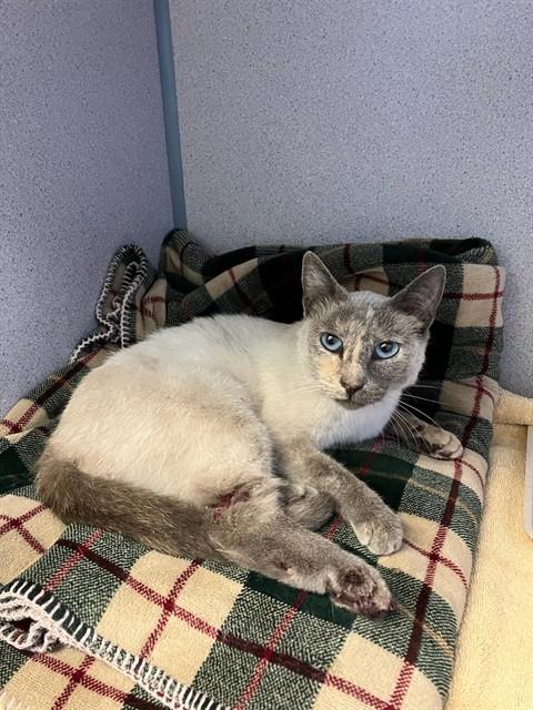 A881993, Young Domestic Short Hair (medium coat), cat for adoption in San Buenaventura (Ventura), California