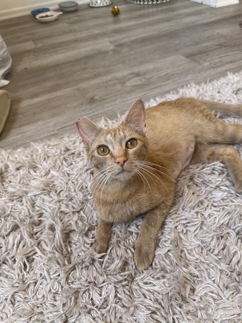 *HONEY, Young Domestic Short Hair (medium coat), cat for adoption in San Buenaventura (Ventura), California
