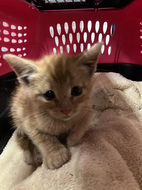 A881487, Baby Domestic Short Hair (medium coat), cat for adoption in San Buenaventura (Ventura), California