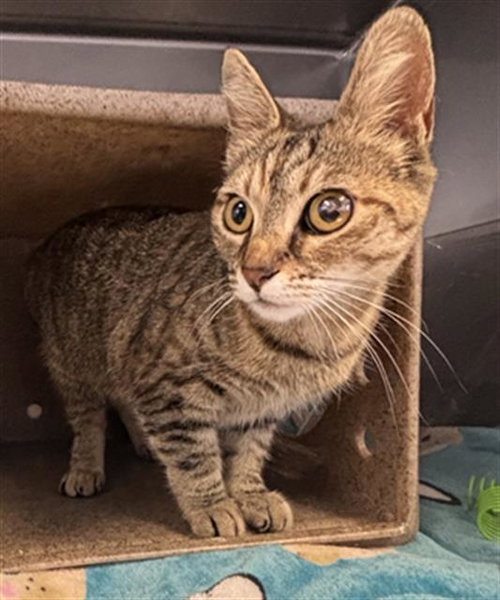 A882134, Young Domestic Short Hair (medium coat), cat for adoption in San Buenaventura (Ventura), California