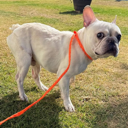 *PEANUT, an adoptable French Bulldog in Camarillo, CA