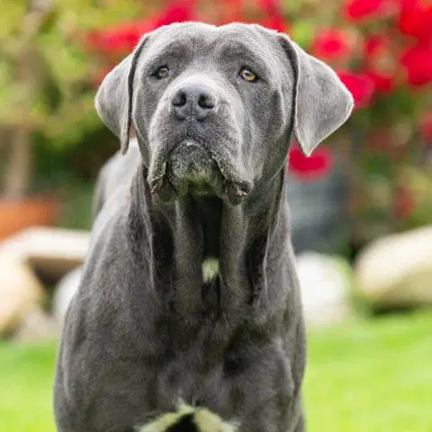 Madison - Cane Corso Mastiff