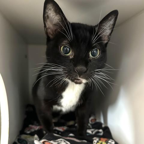 TITA, Senior Domestic Short Hair (medium coat), cat for adoption in San Buenaventura (Ventura), California