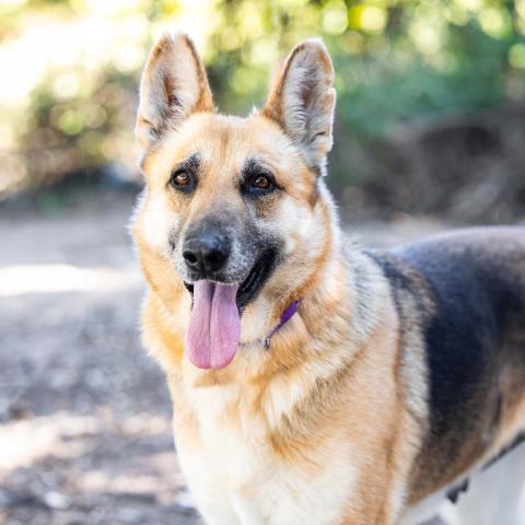 MAYA