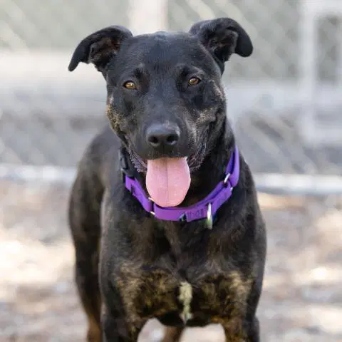 Strider - Pit Bull Terrier