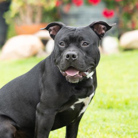 ONYX
