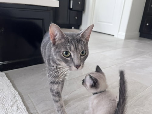 *ALPHA MELLOW, Young Domestic Short Hair (medium coat), cat for adoption in San Buenaventura (Ventura), California