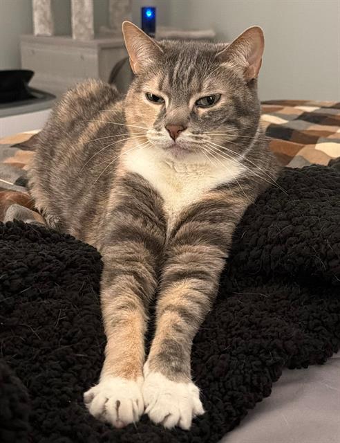 ELLA MAI, Adult Domestic Short Hair (medium coat), cat for adoption in San Buenaventura (Ventura), California