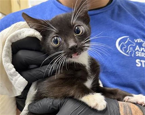 *LARRY, Baby Domestic Short Hair (medium coat), cat for adoption in San Buenaventura (Ventura), California
