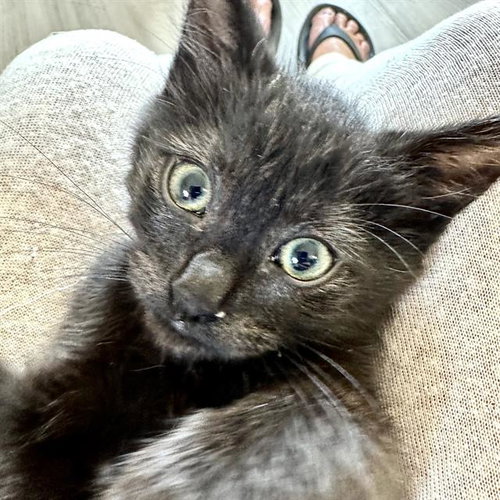 *LUCY, Baby Domestic Short Hair (medium coat), cat for adoption in San Buenaventura (Ventura), California