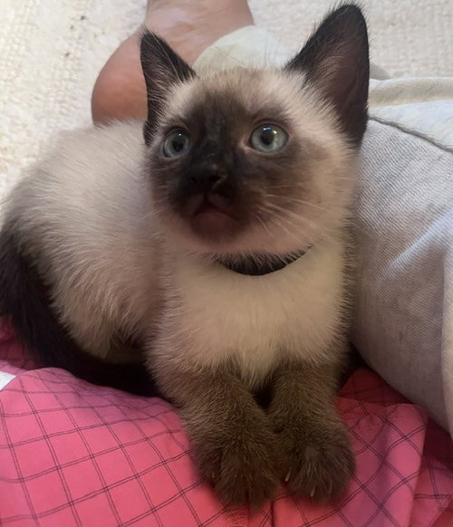 *BELUCA, Baby Domestic Short Hair (medium coat), cat for adoption in San Buenaventura (Ventura), California