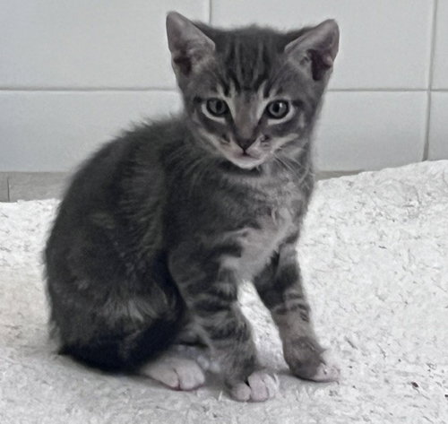 *DONNIE, Baby Domestic Short Hair (medium coat), cat for adoption in San Buenaventura (Ventura), California