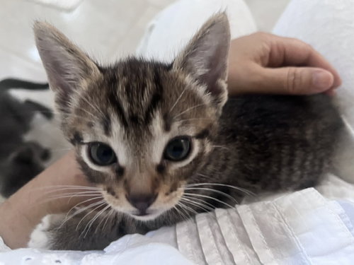 *GOMASHIO, Baby Domestic Short Hair (medium coat), cat for adoption in San Buenaventura (Ventura), California