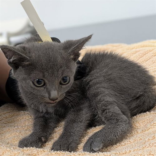 *GINA, Baby Domestic Short Hair (medium coat), cat for adoption in San Buenaventura (Ventura), California