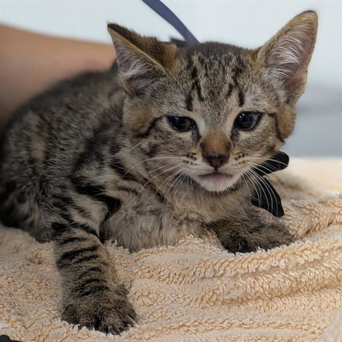 *SHOCK, Baby Domestic Short Hair (medium coat), cat for adoption in San Buenaventura (Ventura), California
