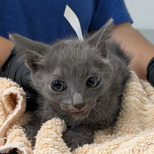 *HOLT, Baby Domestic Short Hair (medium coat), cat for adoption in San Buenaventura (Ventura), California