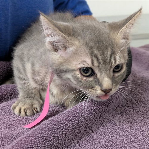 *ROSA, Baby Domestic Short Hair (medium coat), cat for adoption in San Buenaventura (Ventura), California