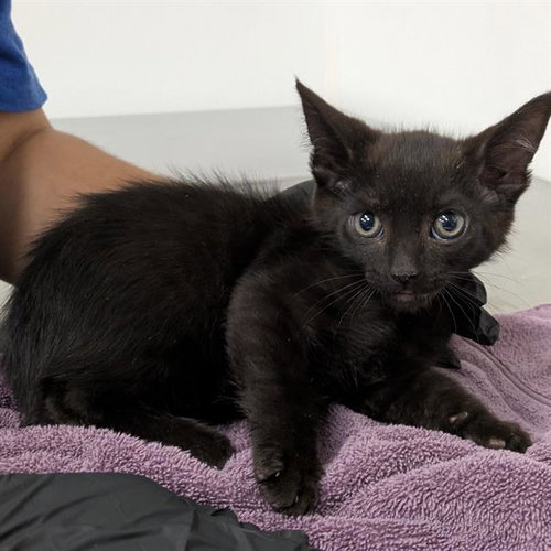 *TERRY, Baby Domestic Short Hair (medium coat), cat for adoption in San Buenaventura (Ventura), California