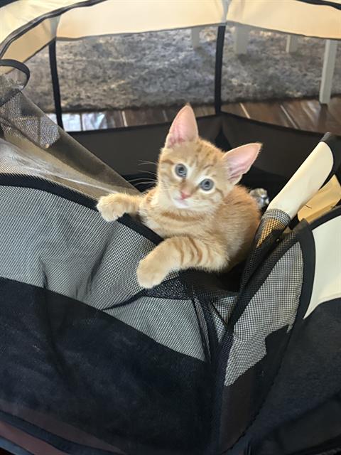 *MANGO, Baby Domestic Short Hair (medium coat), cat for adoption in San Buenaventura (Ventura), California