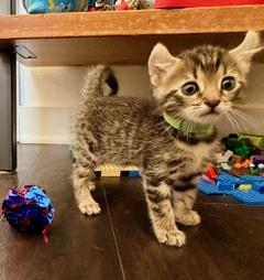 *PIXIE, Baby Domestic Long Hair (medium coat), cat for adoption in San Buenaventura (Ventura), California