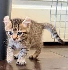 *TWINKIE, Baby Domestic Long Hair (medium coat), cat for adoption in San Buenaventura (Ventura), California