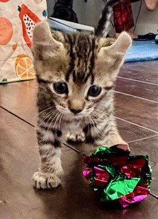 *BOWIE, Baby Domestic Long Hair (medium coat), cat for adoption in San Buenaventura (Ventura), California