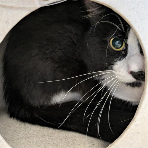 SYLVESTER, Adult Domestic Short Hair (medium coat), cat for adoption in San Buenaventura (Ventura), California