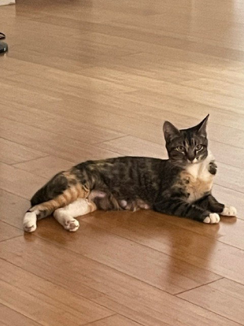 A880966, Adult Domestic Short Hair (medium coat), cat for adoption in San Buenaventura (Ventura), California