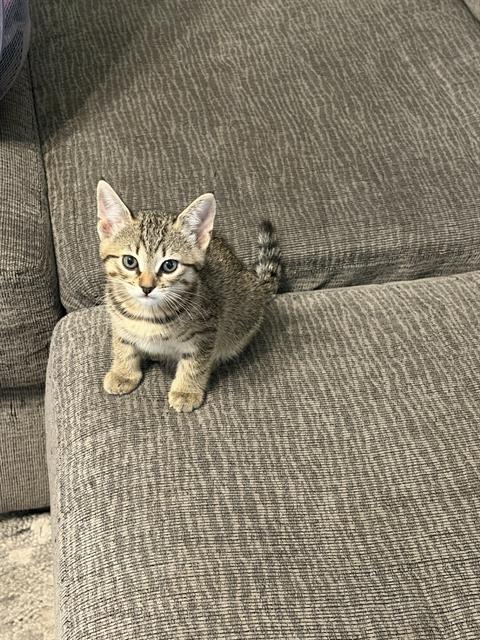 *NYLA, Baby Domestic Short Hair (medium coat), cat for adoption in San Buenaventura (Ventura), California