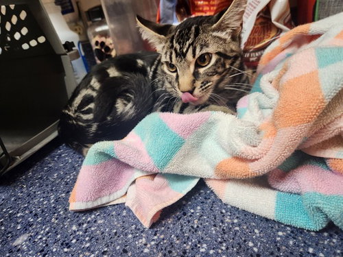 A882555, Baby Domestic Short Hair (medium coat), cat for adoption in San Buenaventura (Ventura), California