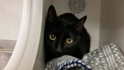 JEZABEL, Senior Domestic Short Hair (medium coat), cat for adoption in San Buenaventura (Ventura), California