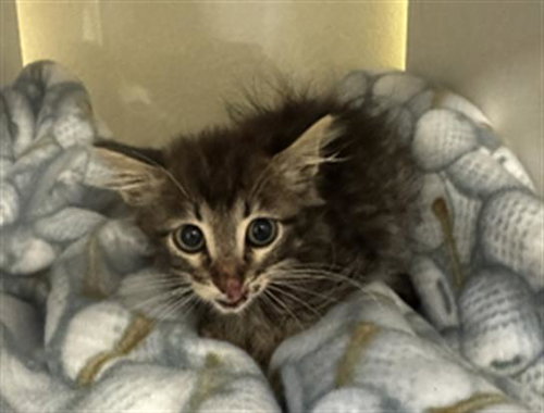 A882466, Baby Domestic Medium Hair (medium coat), cat for adoption in San Buenaventura (Ventura), California