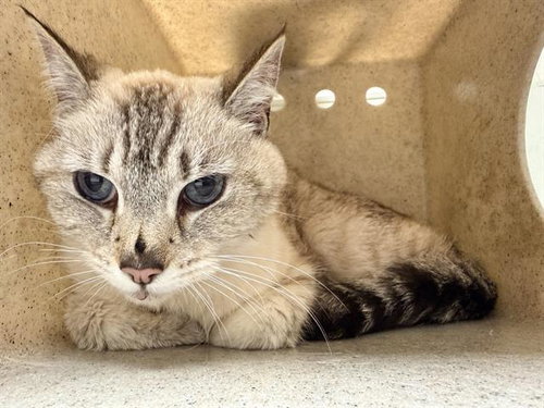 A882636, Senior Domestic Medium Hair (medium coat), cat for adoption in San Buenaventura (Ventura), California