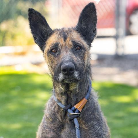 Cora