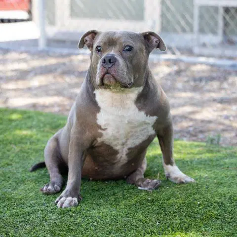 Keeley - Pit Bull Terrier
