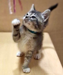 *MOHAWK, Baby Domestic Short Hair (medium coat), cat for adoption in San Buenaventura (Ventura), California