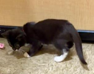 *LILY, Baby Domestic Short Hair (medium coat), cat for adoption in San Buenaventura (Ventura), California