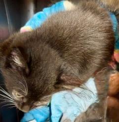 *CINDERELLA, Baby Domestic Short Hair (medium coat), cat for adoption in San Buenaventura (Ventura), California