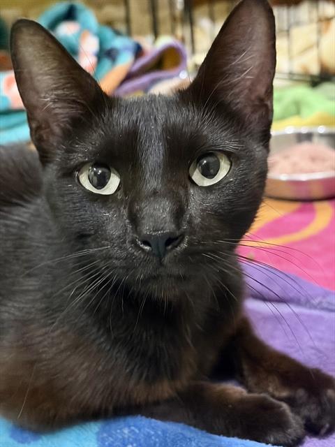 *BELLATRIX