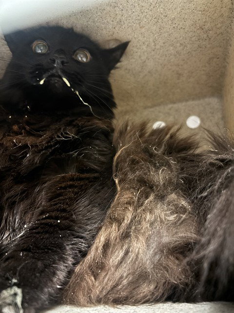 STORMEY
