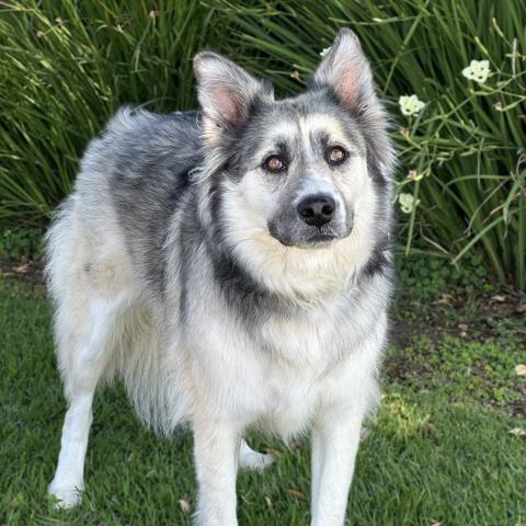 REY