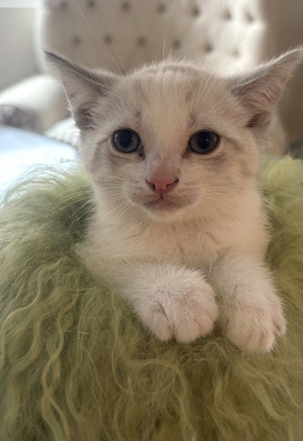 *FLUFFY