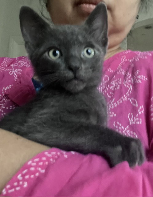 *EMORY, Baby Domestic Short Hair (medium coat), cat for adoption in San Buenaventura (Ventura), California