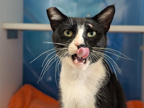 *MR DARCY, Adult Domestic Short Hair (medium coat), cat for adoption in San Buenaventura (Ventura), California