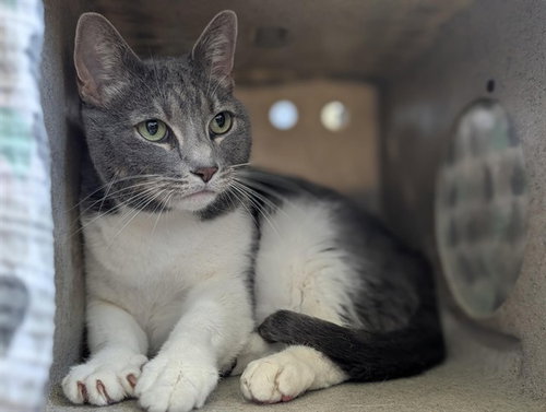 BLUE, Senior Domestic Short Hair (medium coat), cat for adoption in San Buenaventura (Ventura), California