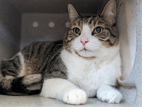 BENTLEY, Adult Domestic Short Hair (medium coat), cat for adoption in San Buenaventura (Ventura), California