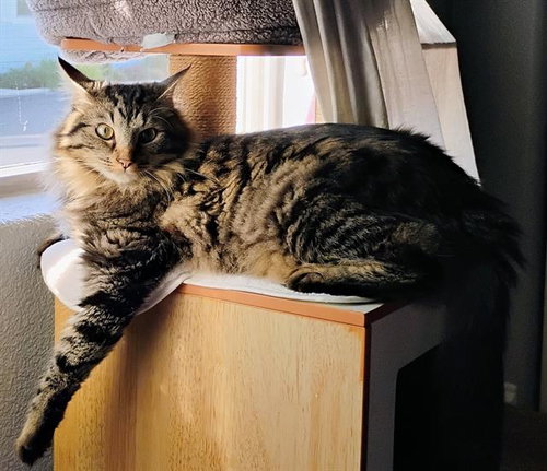 MAXIMUS