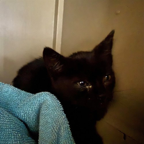 LIL SLEEPY, Baby Domestic Short Hair (medium coat), cat for adoption in San Buenaventura (Ventura), California