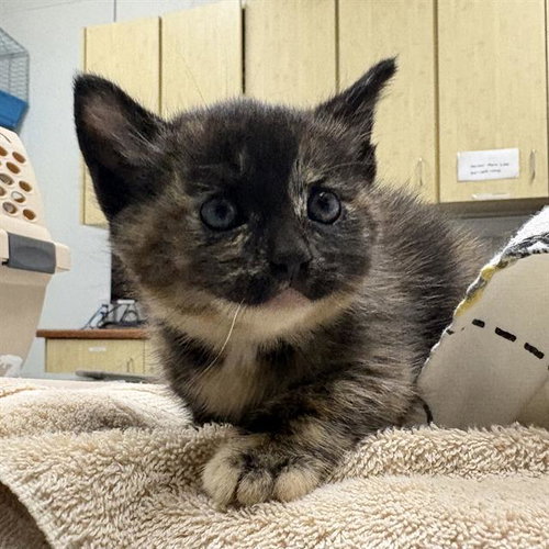 *PEANUT, Baby Domestic Medium Hair (medium coat), cat for adoption in San Buenaventura (Ventura), California