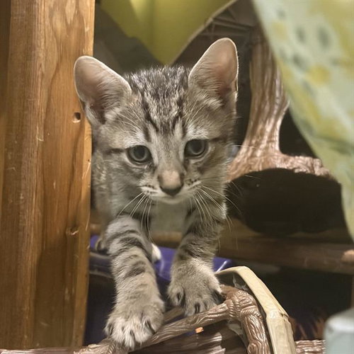 *SIRIUS